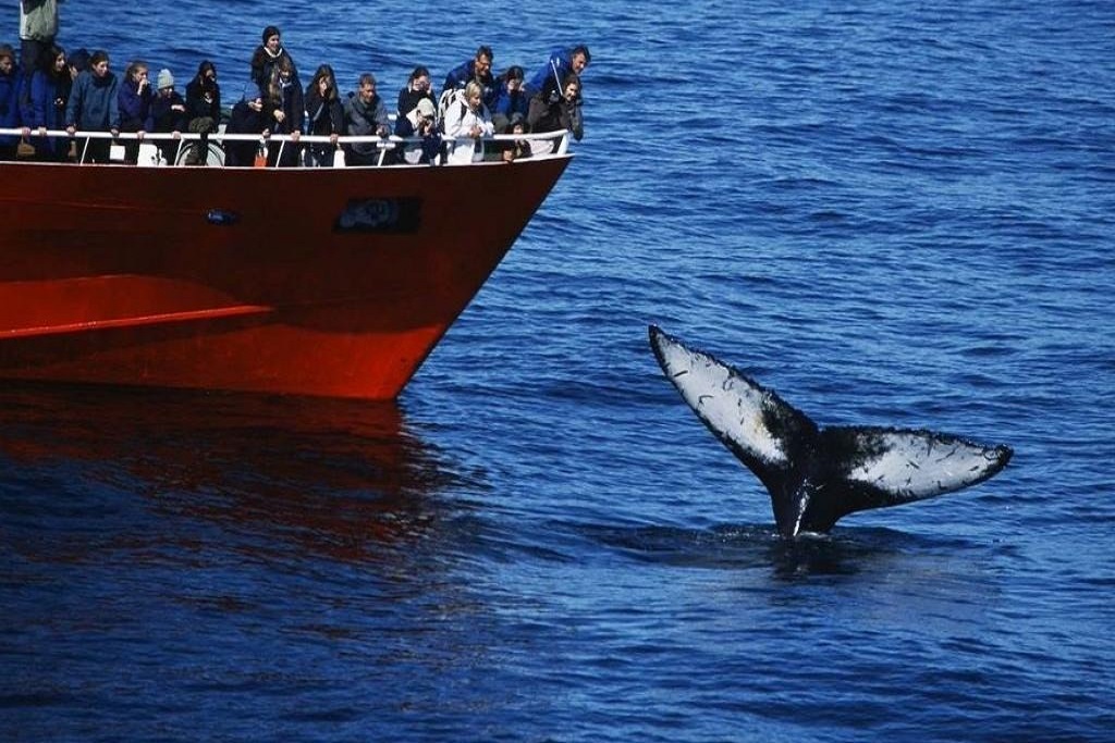 Whale Watching Tour