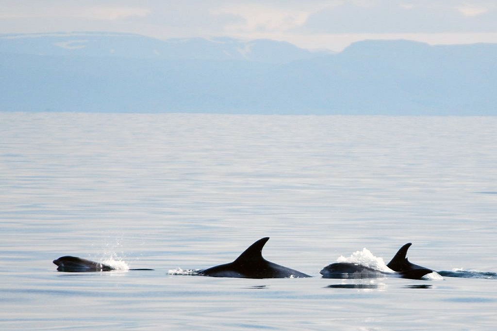 Whale Watching Tour